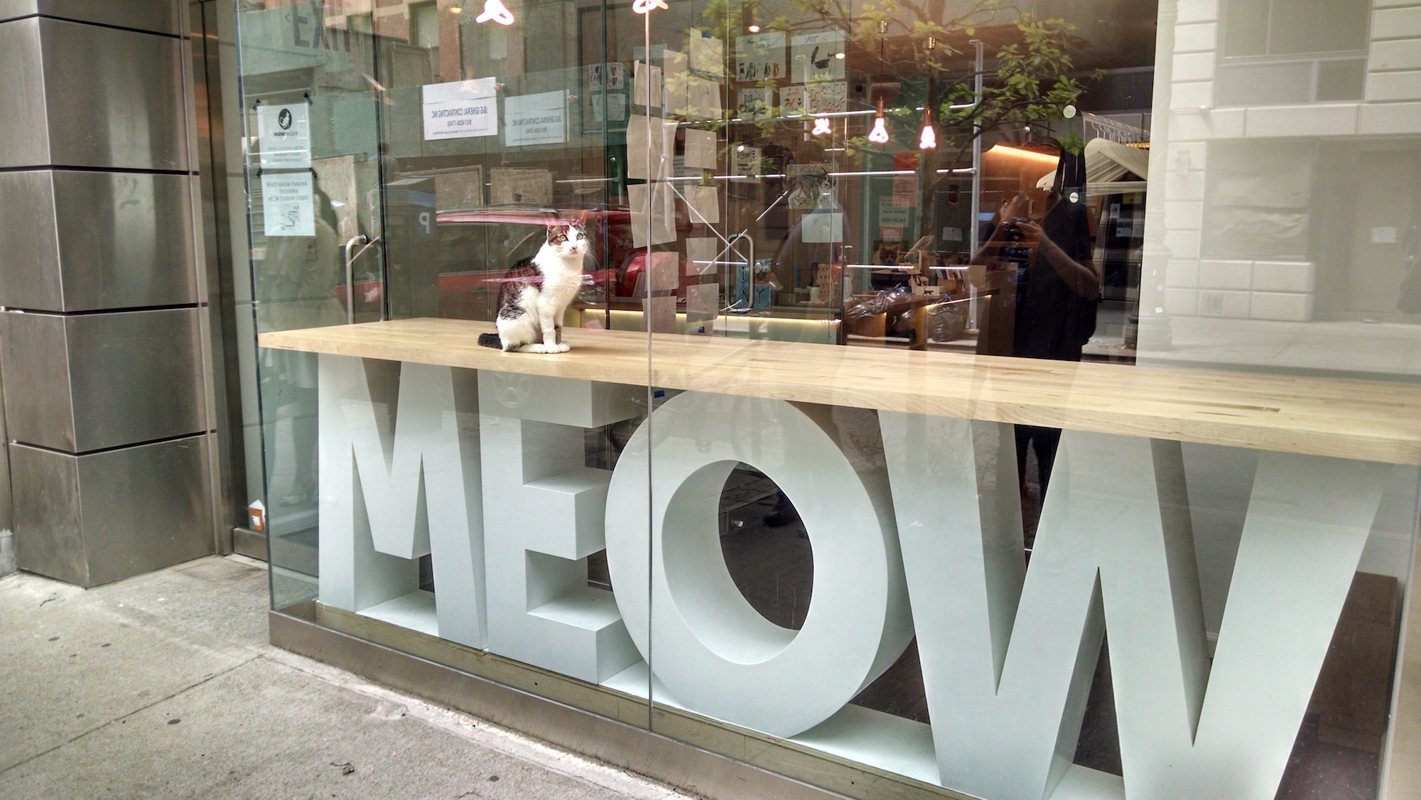 Inside the Meow Parlour cat cafe in New York City chewy travels