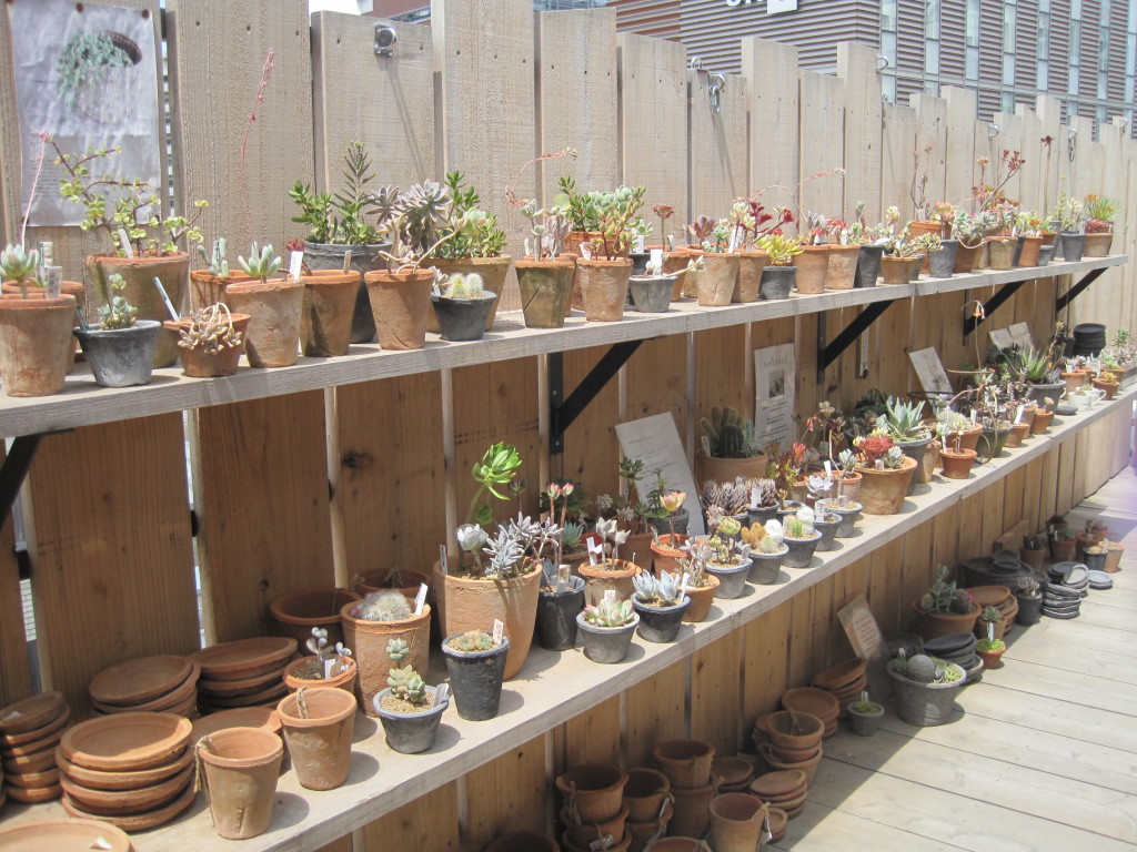 Plants on the patio at Tokyu Hands