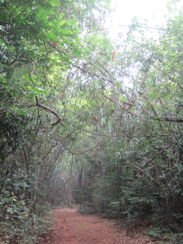 Trail in Sakaerat