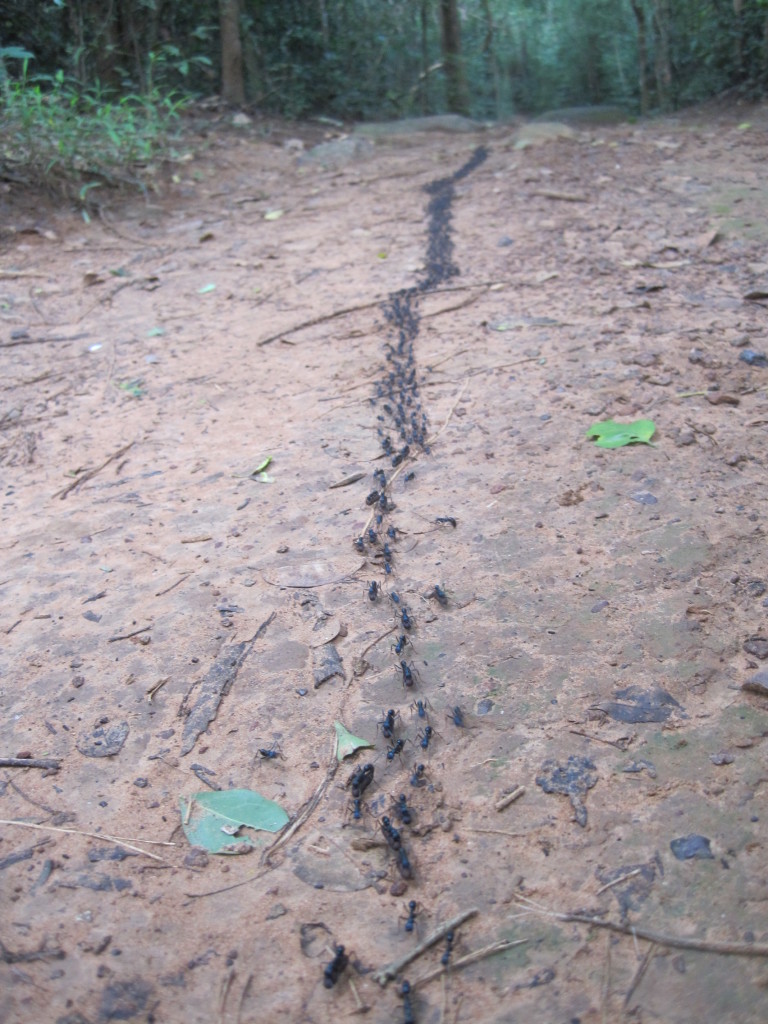 Trail of ants at Sakaerat
