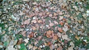 Scattered leaves on grass